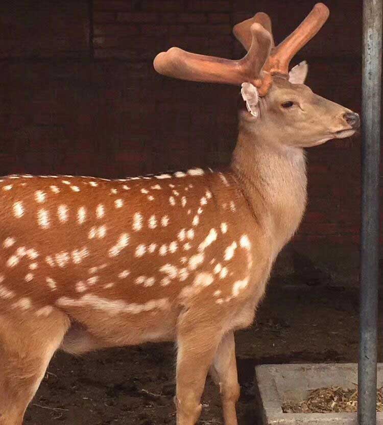 梅花鹿种鹿