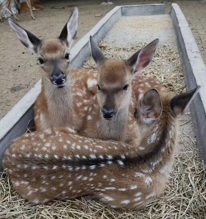 双阳梅花鹿幼崽