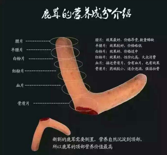 鹿茸分类