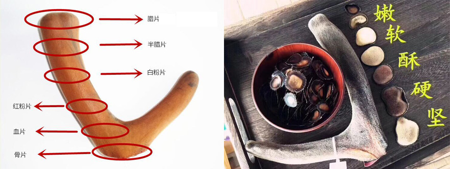 鹿茸壮阳效果怎么样